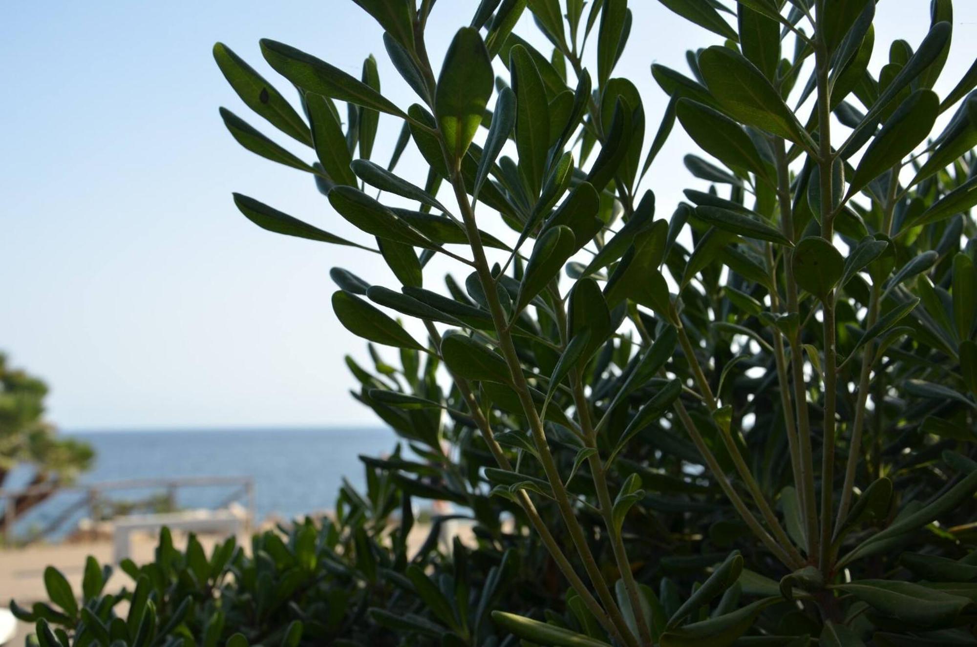 Fantastic Sardinia Villette Con Giardino Fronte Mare Fertilia Faho-Gav01-Gav02 Eksteriør billede
