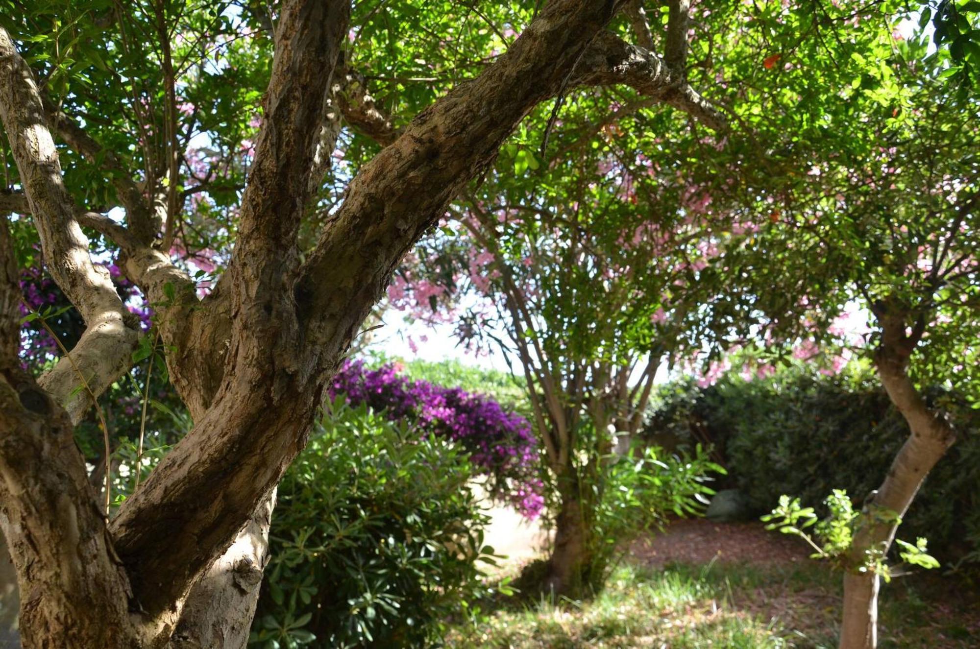 Fantastic Sardinia Villette Con Giardino Fronte Mare Fertilia Faho-Gav01-Gav02 Eksteriør billede